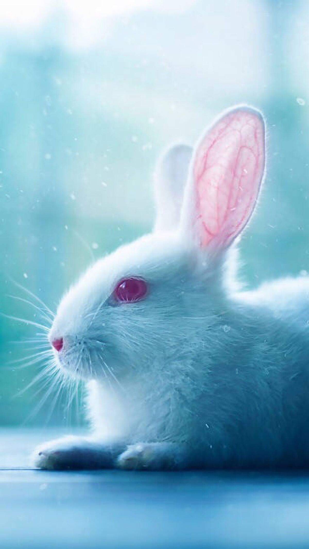 手机壁纸兔子唯美图片
