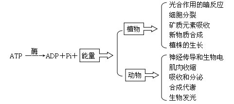 atp的转化