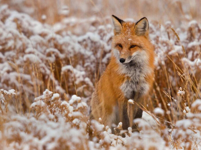 长白山赤狐图片