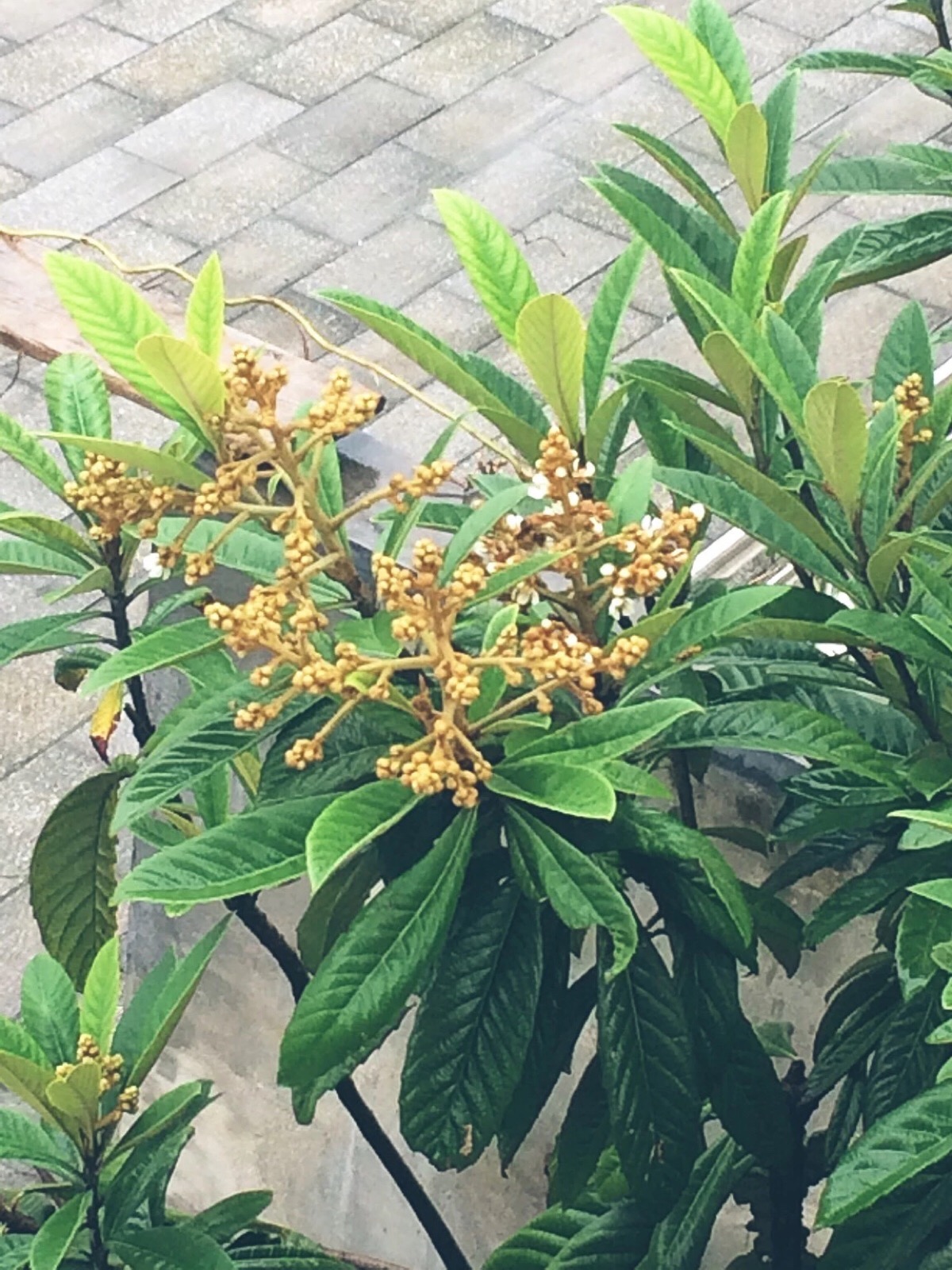 十一月,一场雨过后,枇杷树也开花了.