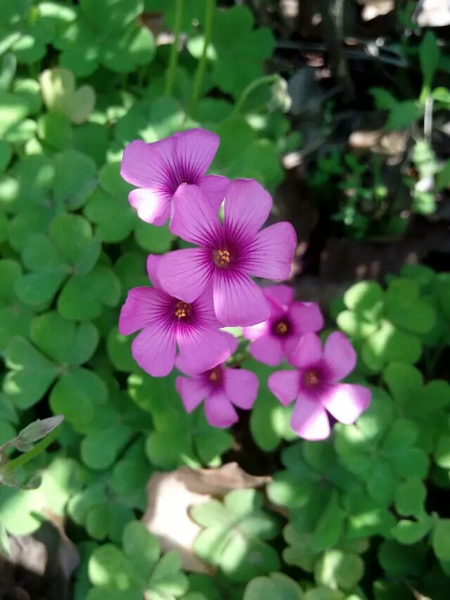 小野花 