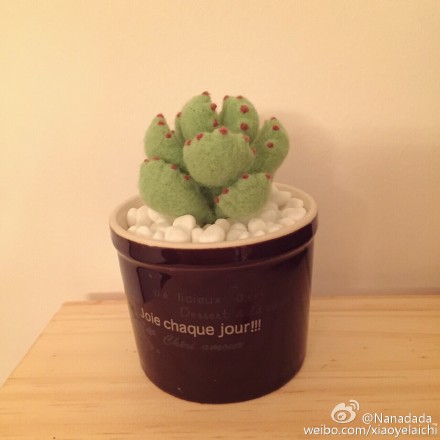 羊毛毡##多肉##熊童子