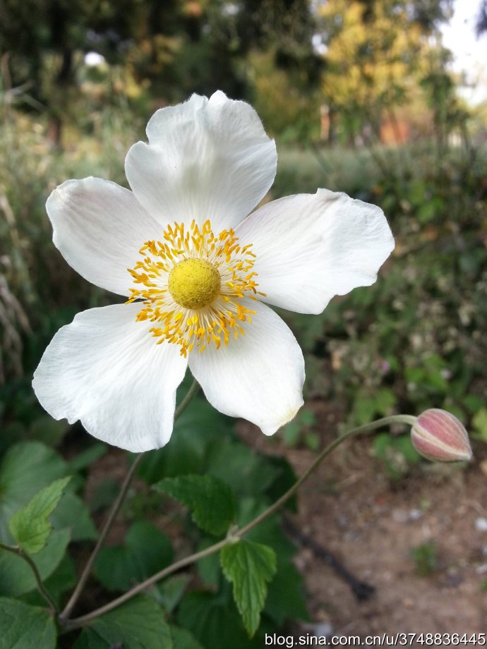 【石之若璞-花事-秋日觅花影—清香的秋牡丹—再赏野棉花