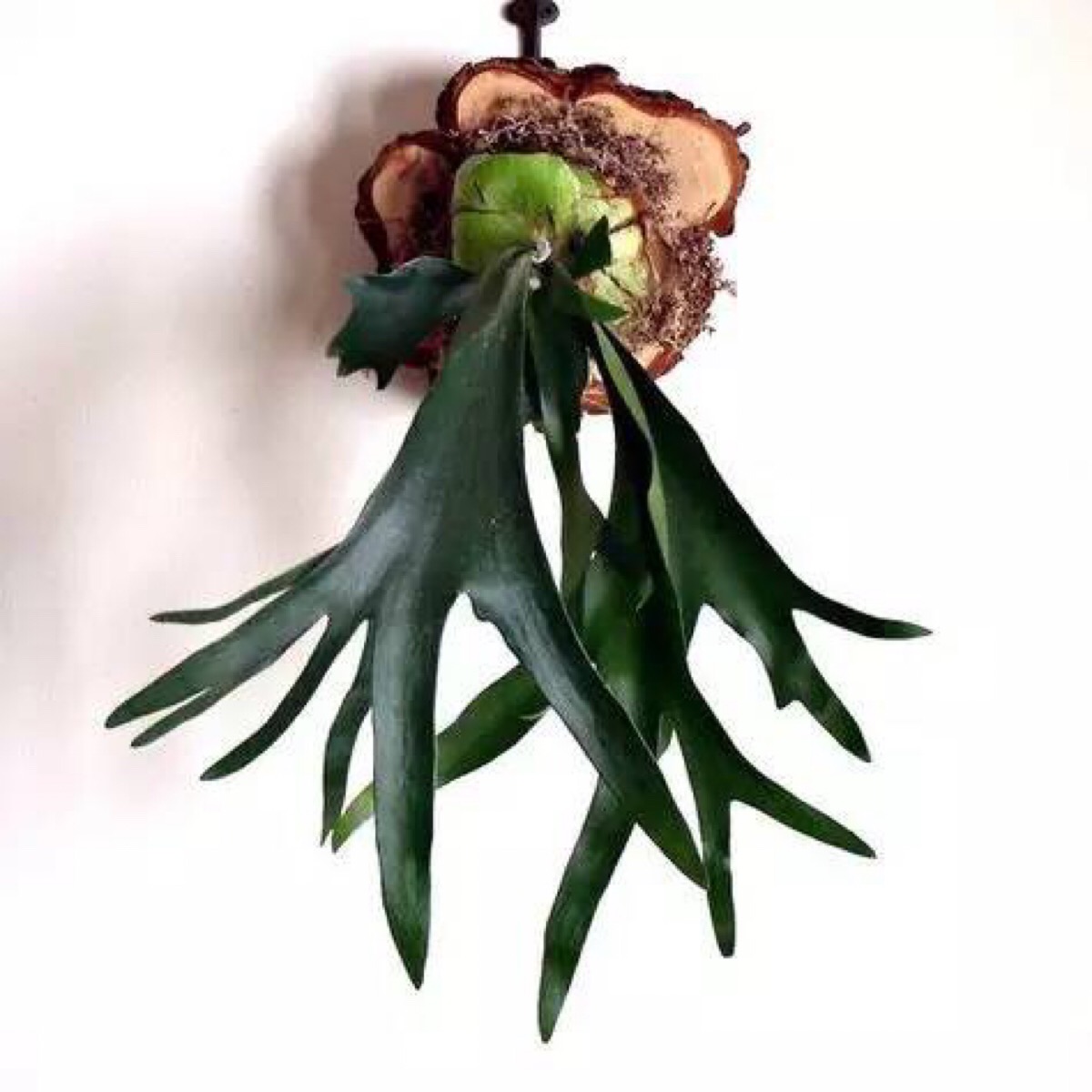 鹿角蕨 staghorn fern-堆糖,美好生活研究所