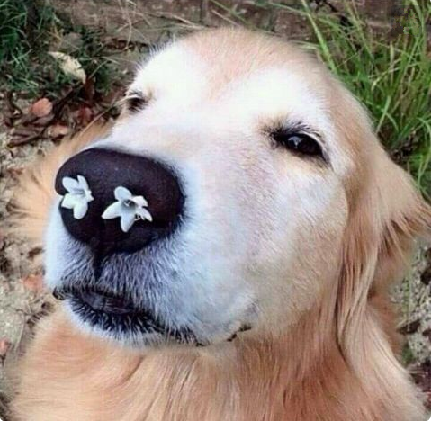 是不是因为贪恋花的美貌,所以被蜜蜂蜇成馒头了呢