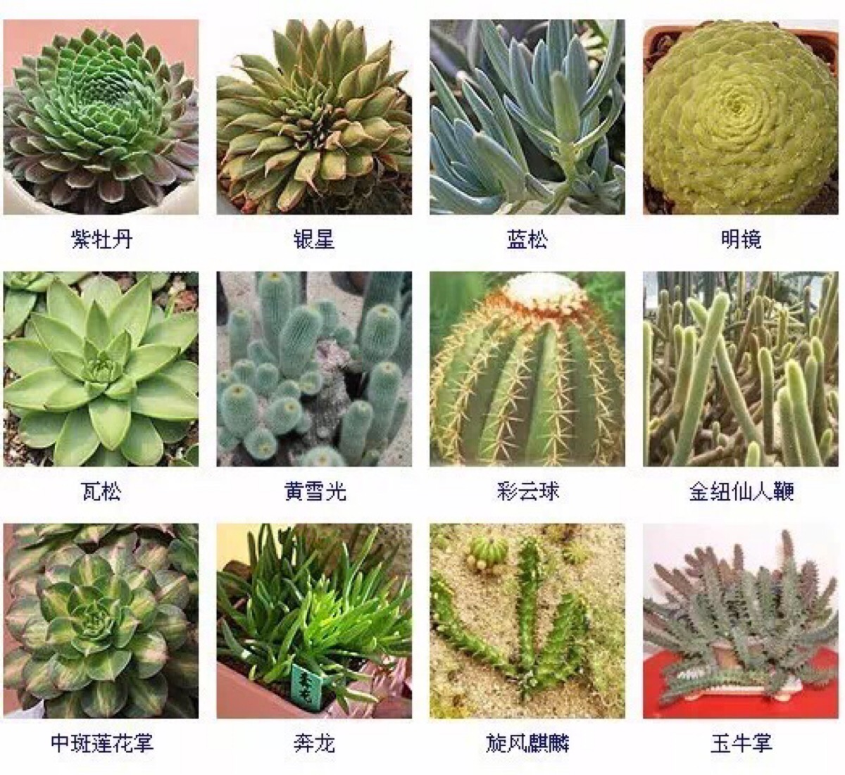 多肉植物的品种大全(215个品种)