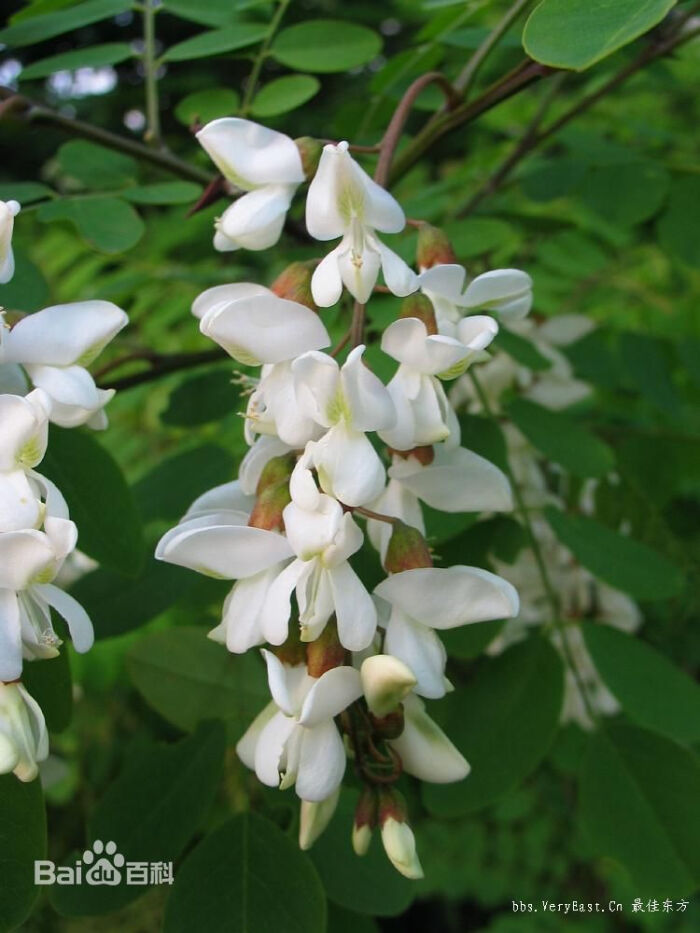 四月槐花 槐月 白色