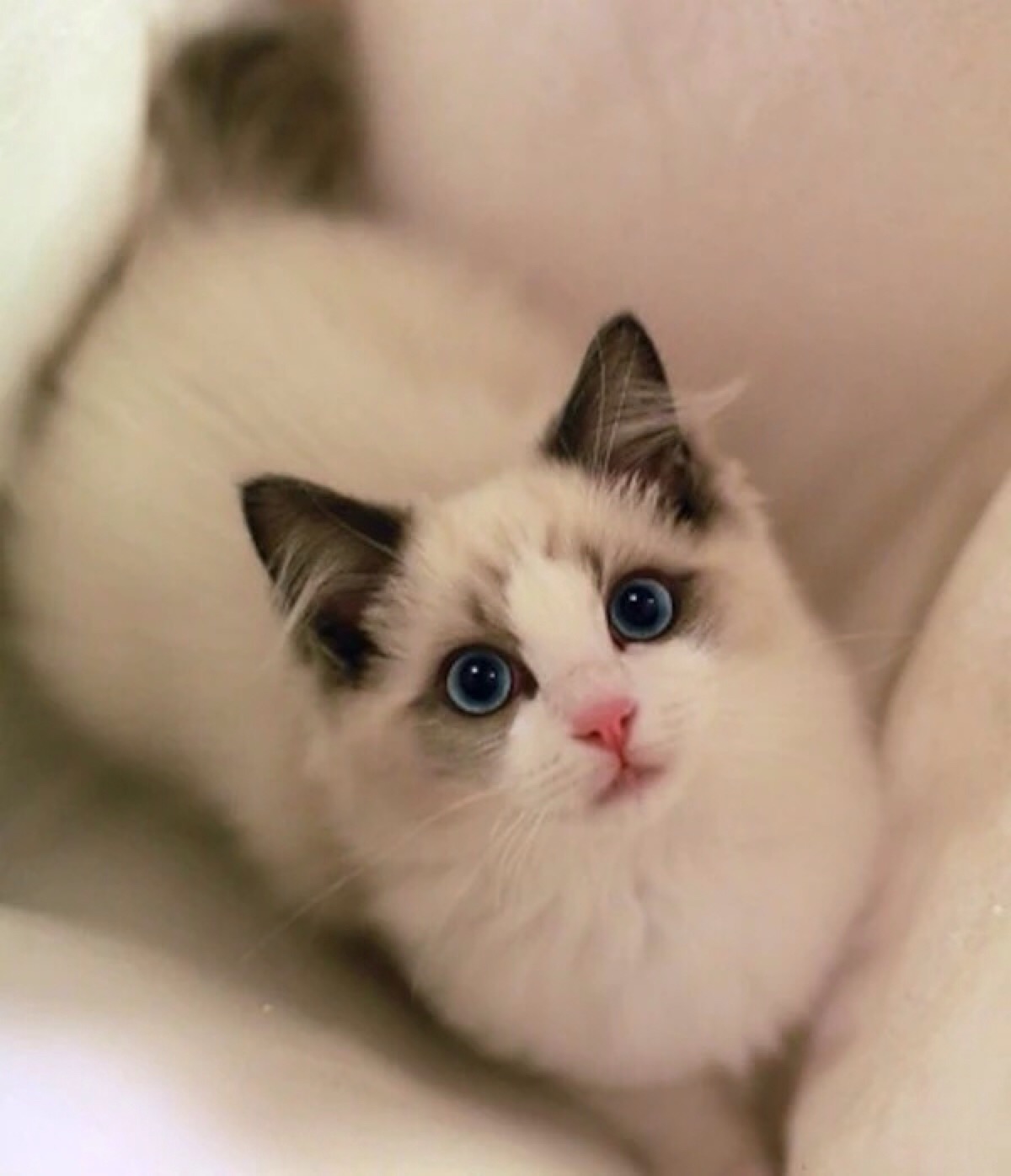 布偶猫 