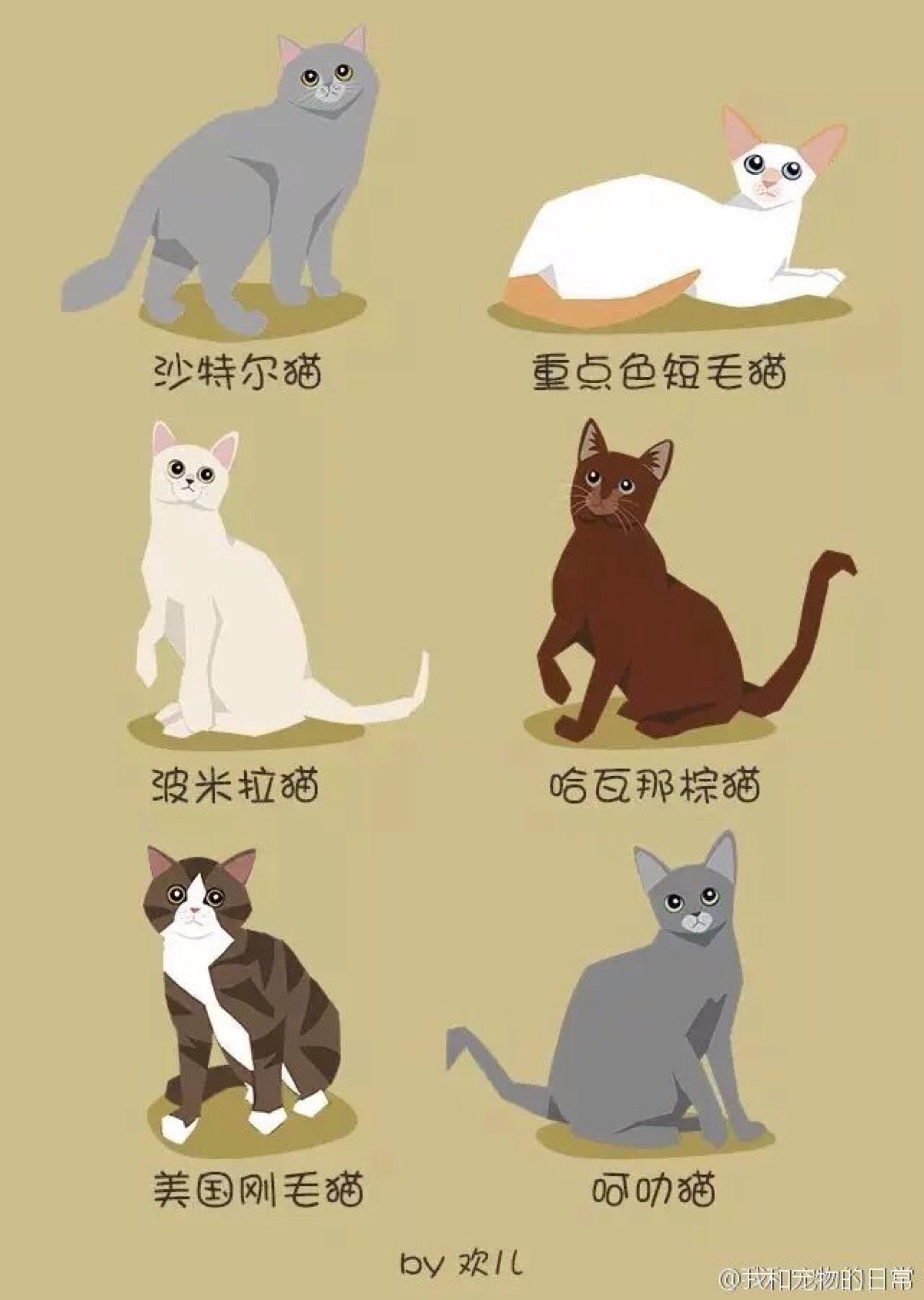 如何分辨猫的品种