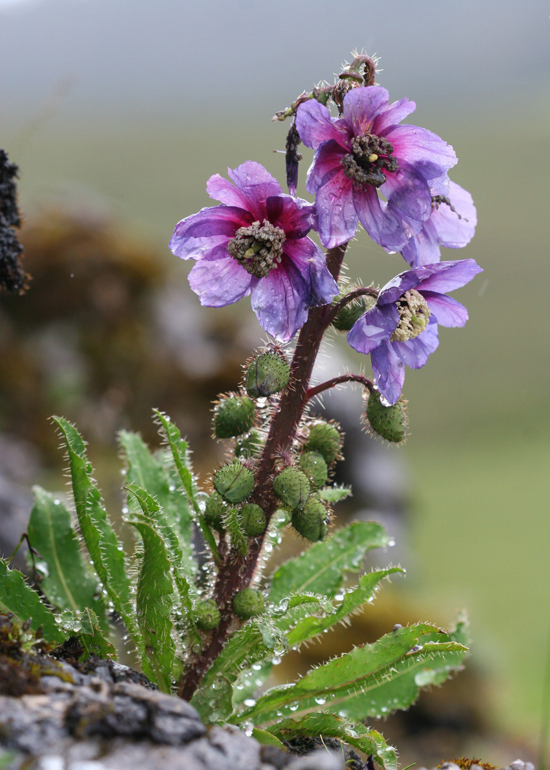 总状绿绒蒿 meconopsis racemosa,罂粟科绿绒蒿属.