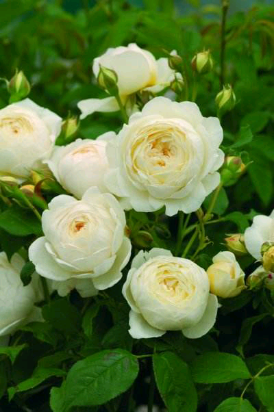 2007英国,大卫奥斯汀玫瑰有限公司(david austin roses, ltd