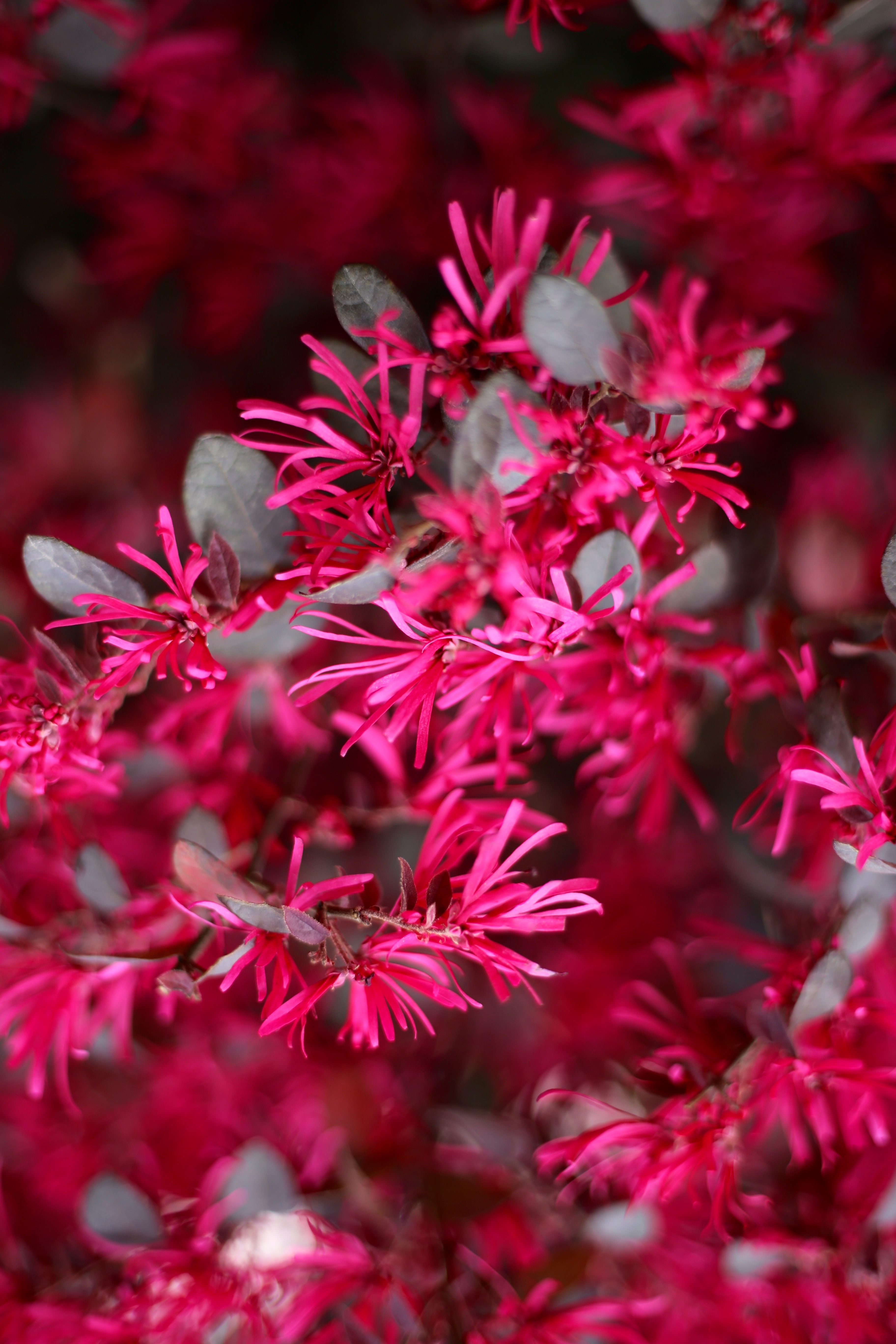 红花檵木花图片