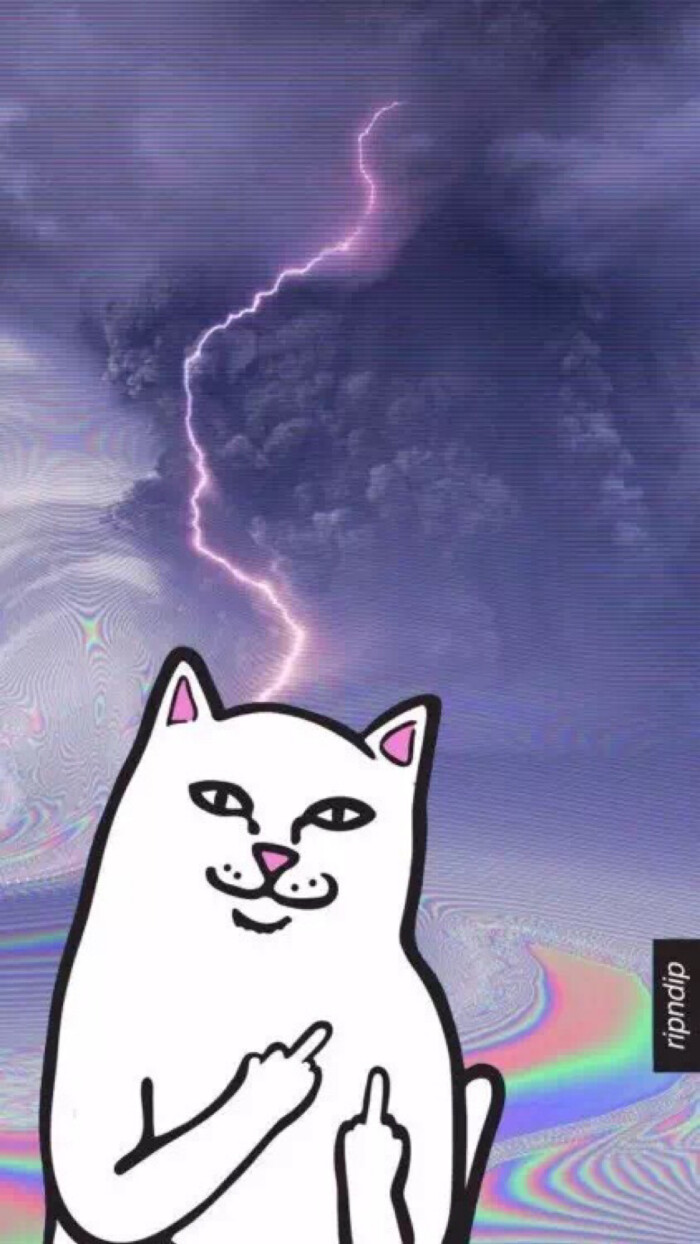 魔性贱猫壁纸