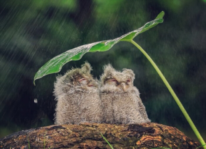 躲雨的猫头鹰