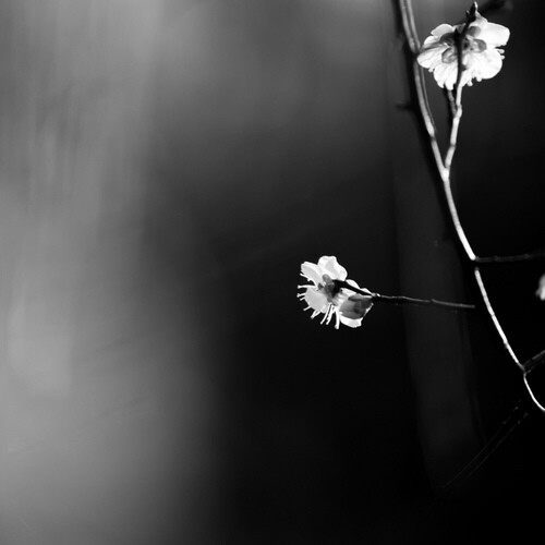 桃花 黑白 意境