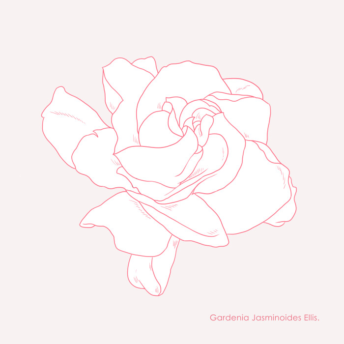 栀子花 