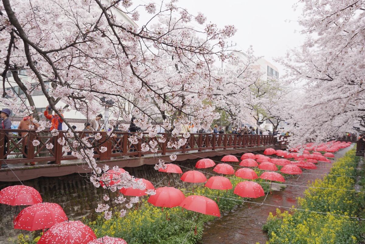 这一段的余佐川,是红伞主题木桥小路,伞上散落着樱花花瓣,红色和淡粉