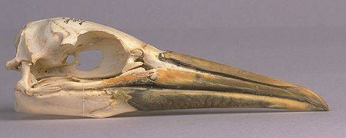 [cp]鸟类头骨,上{左至右}火烈鸟~暴雪鹱~鲣鸟,下:灰鹭~渡鸦~赤喉潜鸟