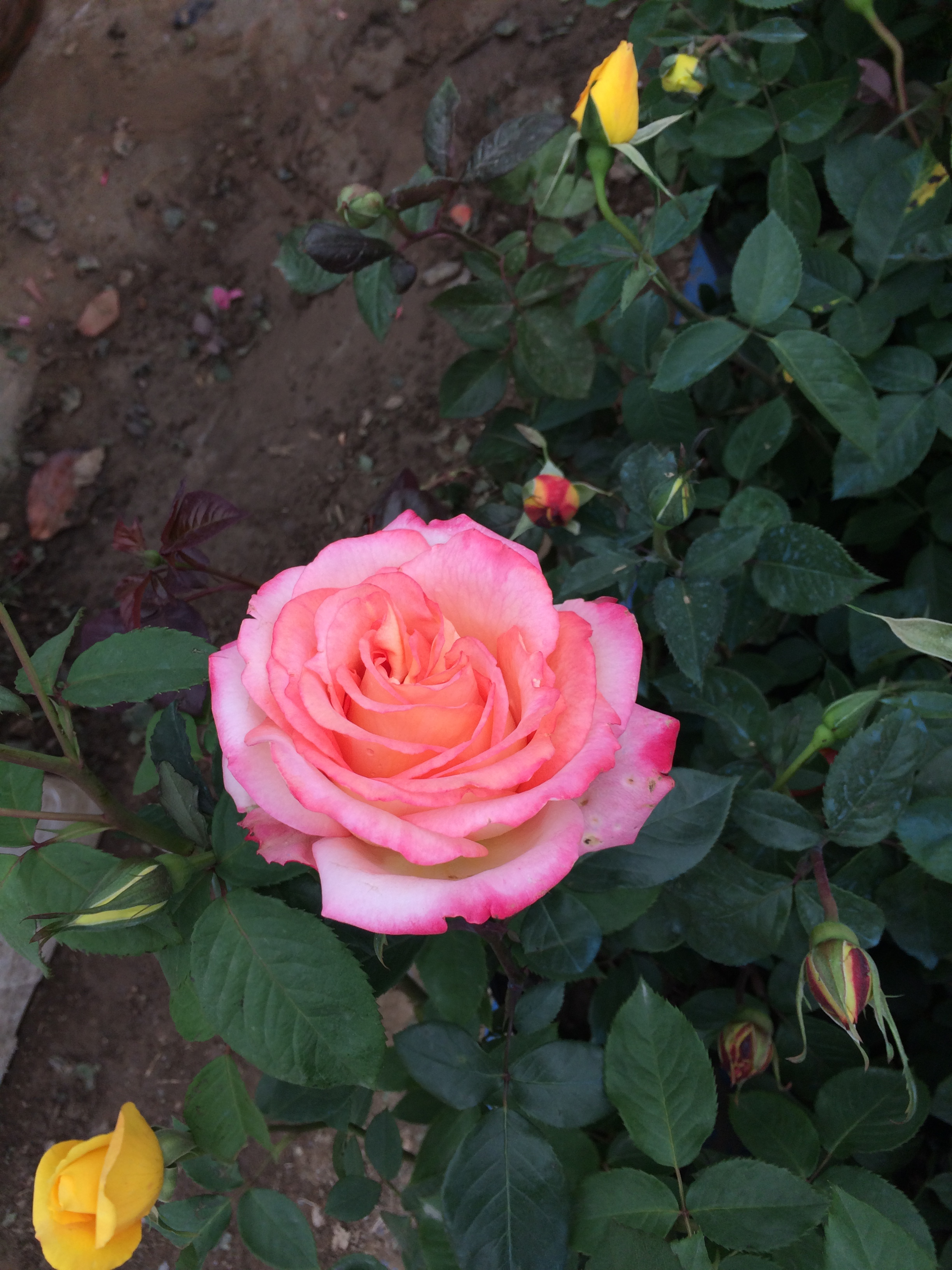 粉红蔷薇一年四季图片