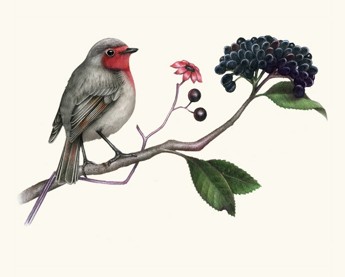 手绘花鸟插画   素材公社 tooopen.com