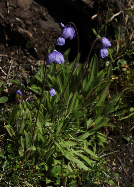 meconopsis quintuplinervia 五脉绿绒蒿,罂粟科绿绒蒿属.