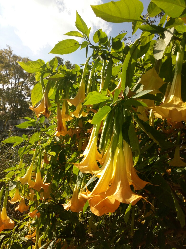 曼陀罗花