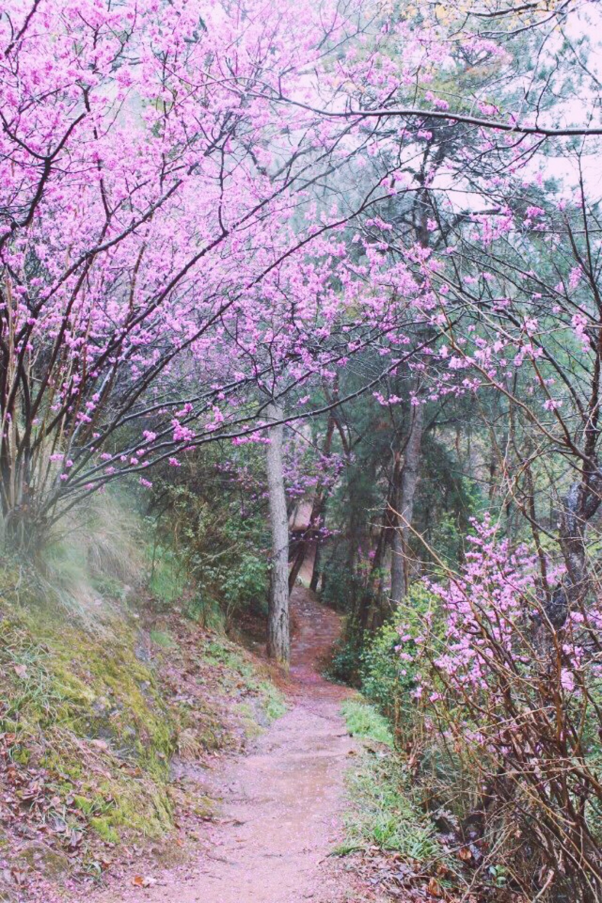 紫荆花 