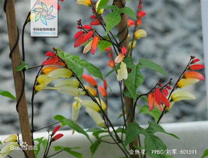金鱼花(学名:columnea gloriosa)spanish flag