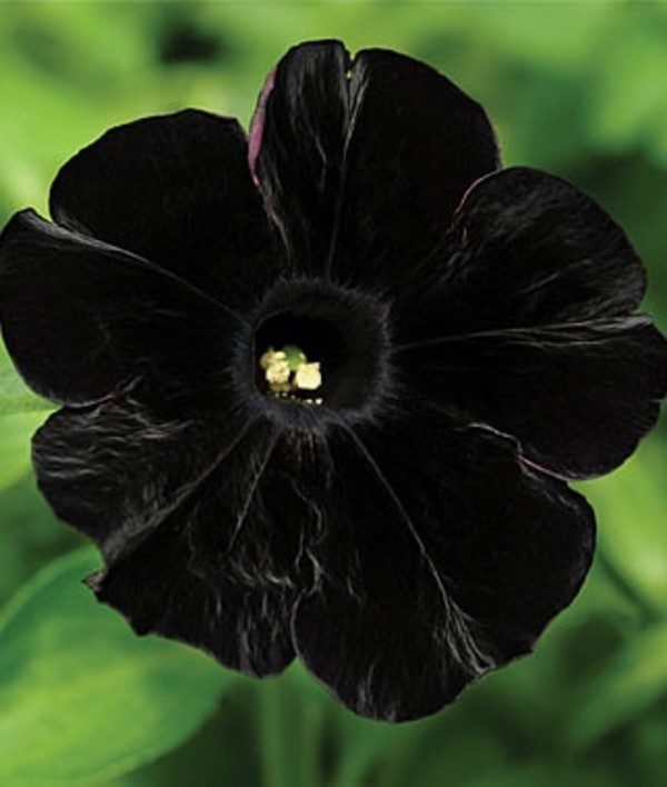 黑色矮牵牛:碧冬茄属,是一类原产于南美洲的草本植物,喇叭形类似牵牛