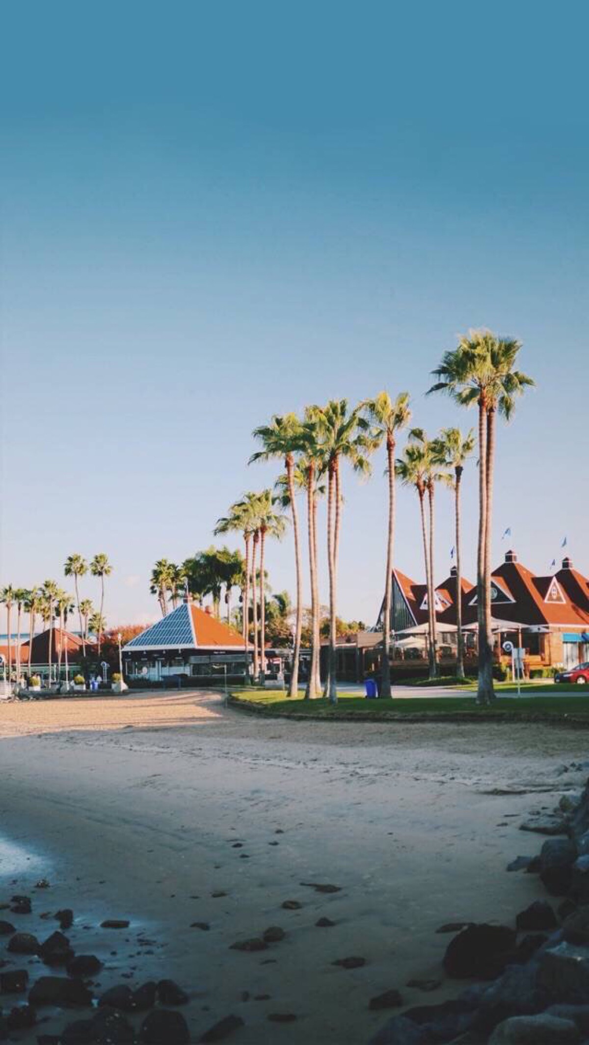 壁纸 椰树