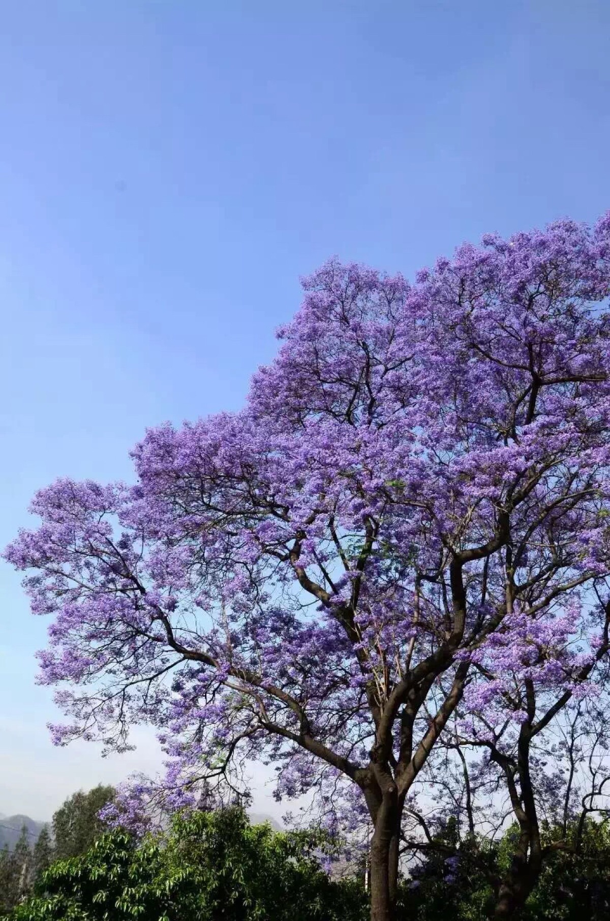 赞美蓝花楹的美图片