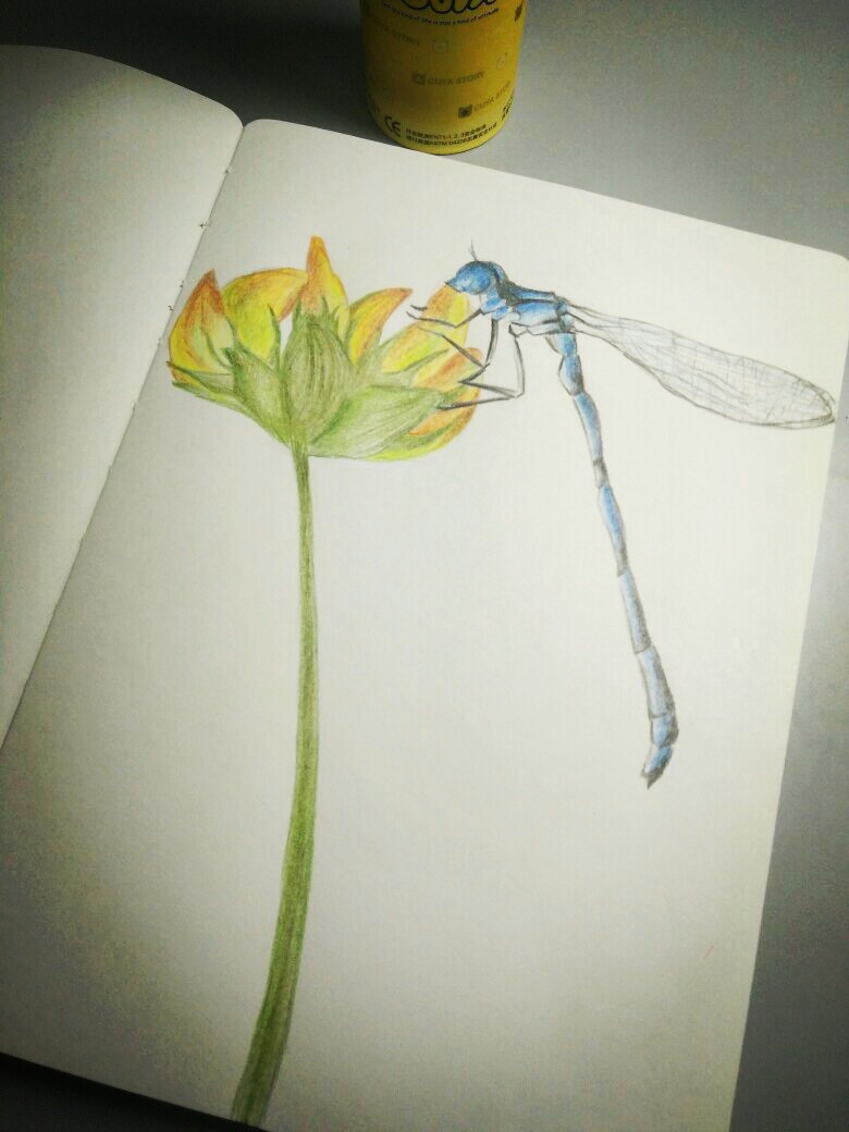蜻蜓彩铅画法图片