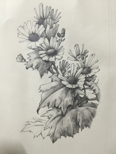 手绘素描 花卉 菊花 黑白画