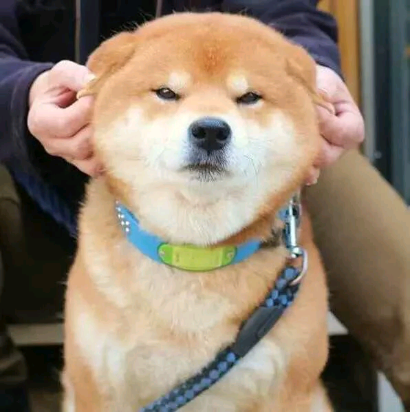 柴犬