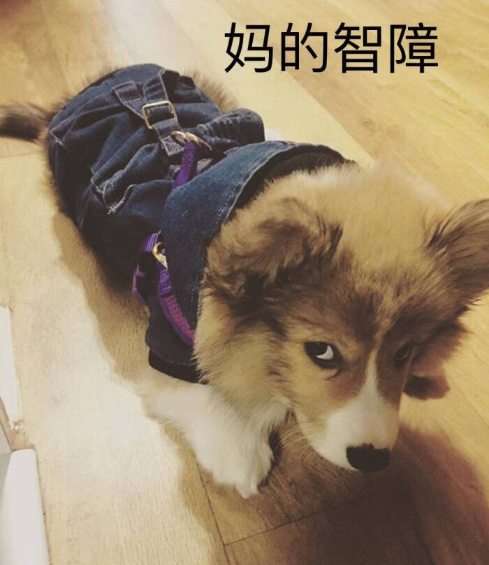 柯基表情表情-堆糖,美好生活研究所光射眼睛宝宝包图片