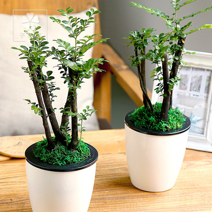 小叶紫檀盆景树桩绿植水培植物办公室盆栽室内吸甲醇绿色观叶植物图片