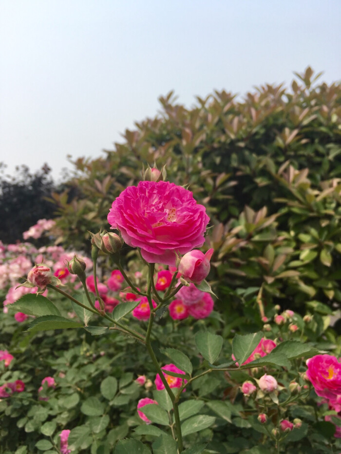 红蔷薇 