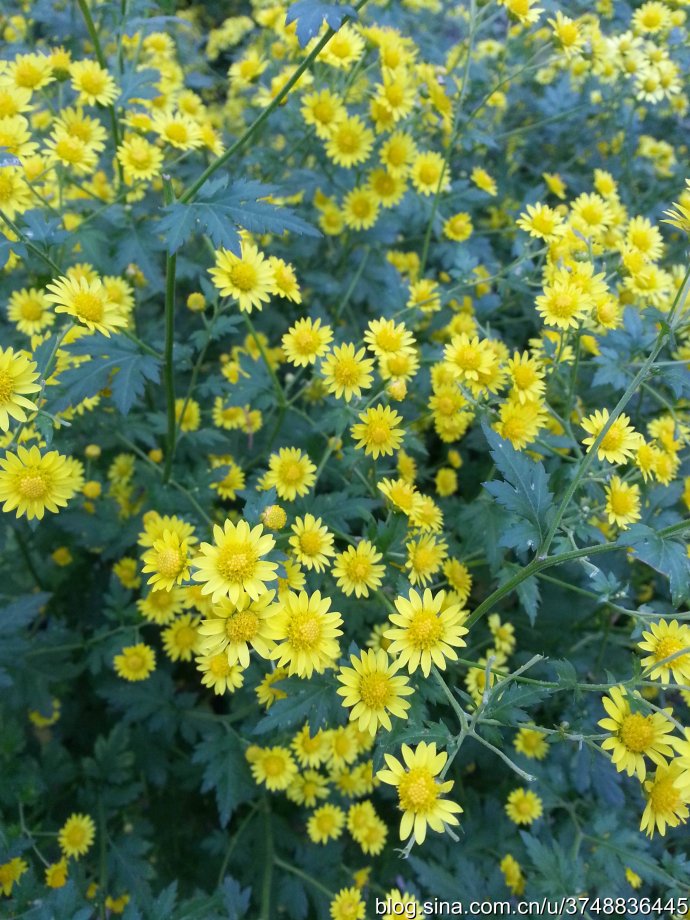 甘野菊,岩香菊,野菊花~ 英文名: camomile~ 桔梗目 campanulales-菊科