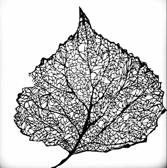 黑白插画 树叶经脉