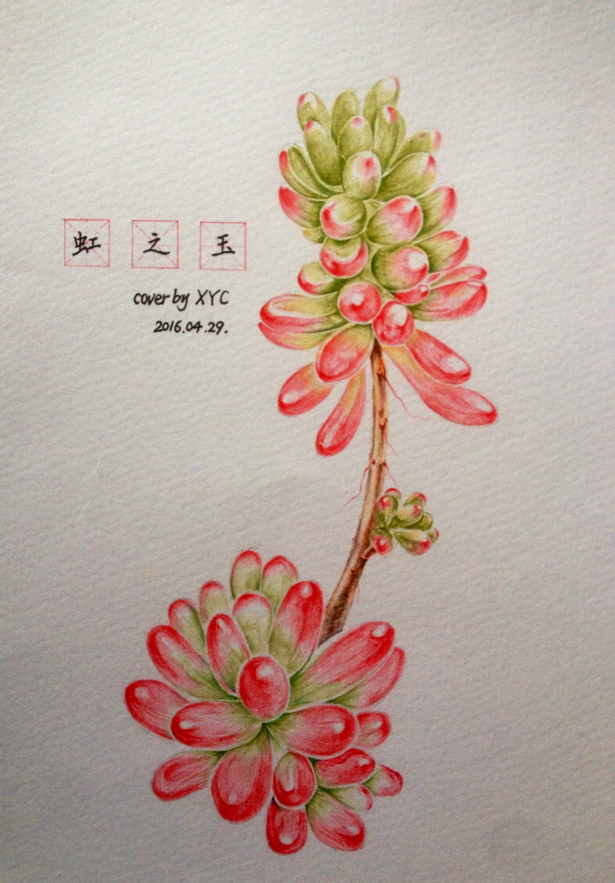 彩铅 虹之玉 多肉植物