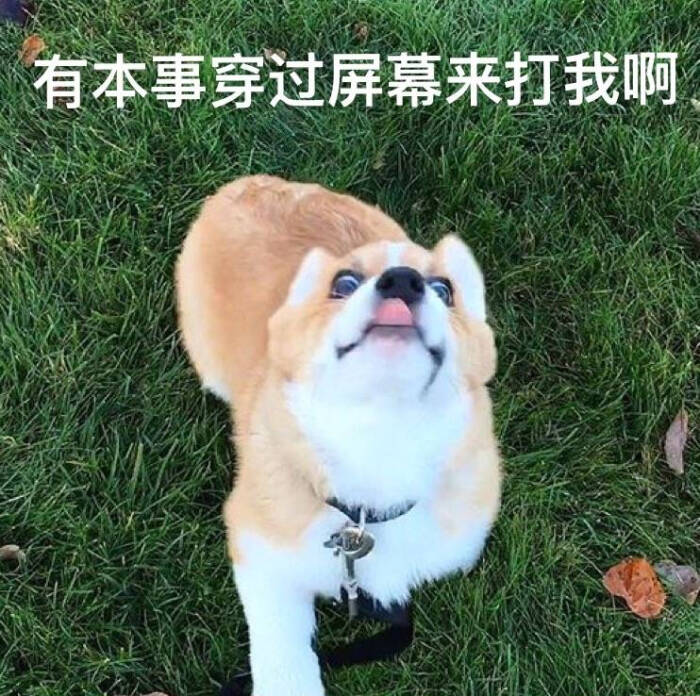 柯基动态宝宝表情字跑表情包的图片