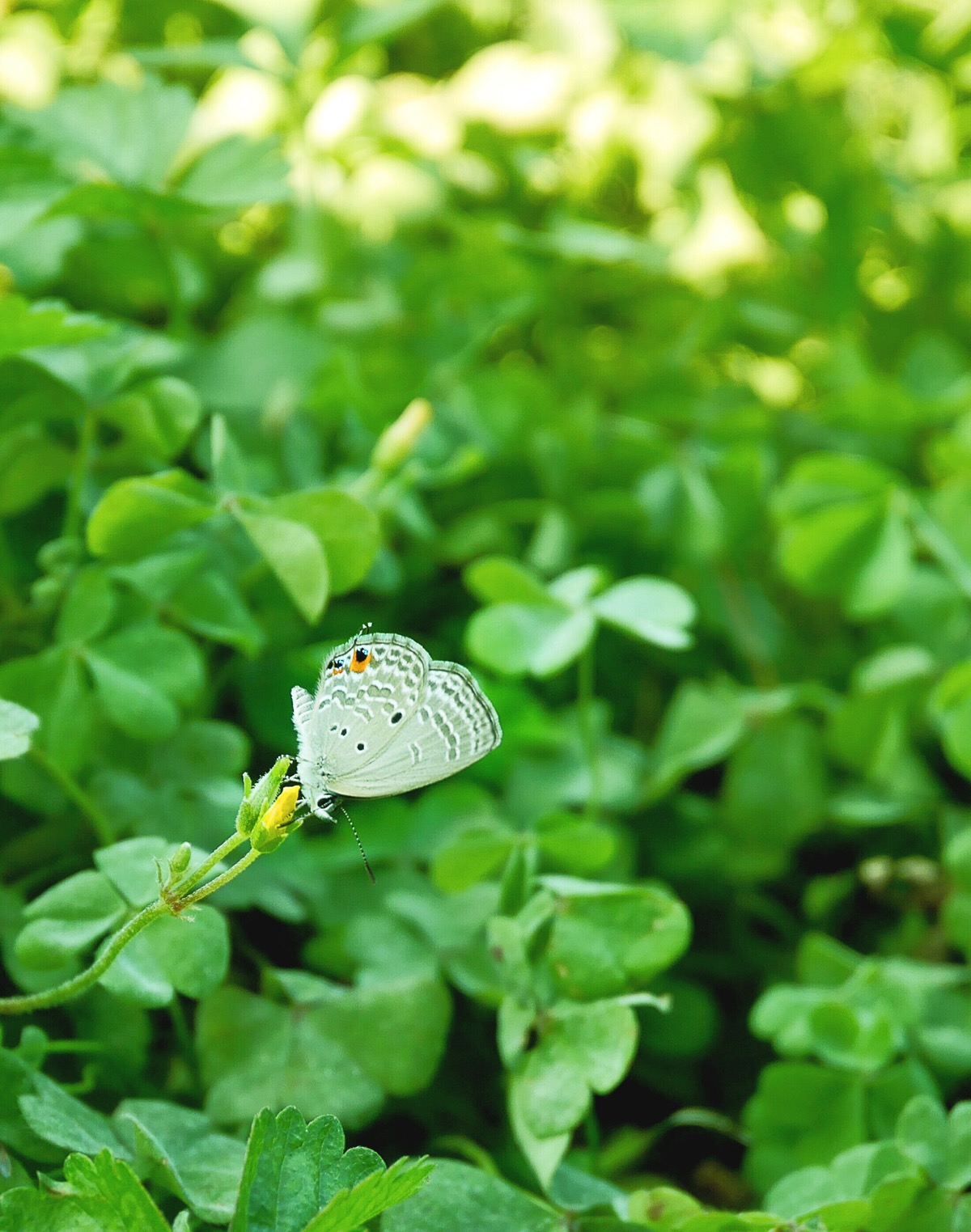 beryl是摄影爱好者啊#绿色系 蝴蝶 自然 小清新 养眼 壁纸