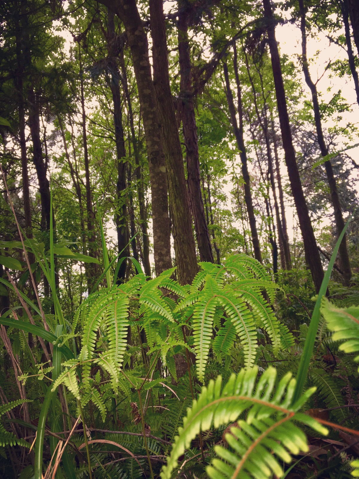 辉县花七森林图片