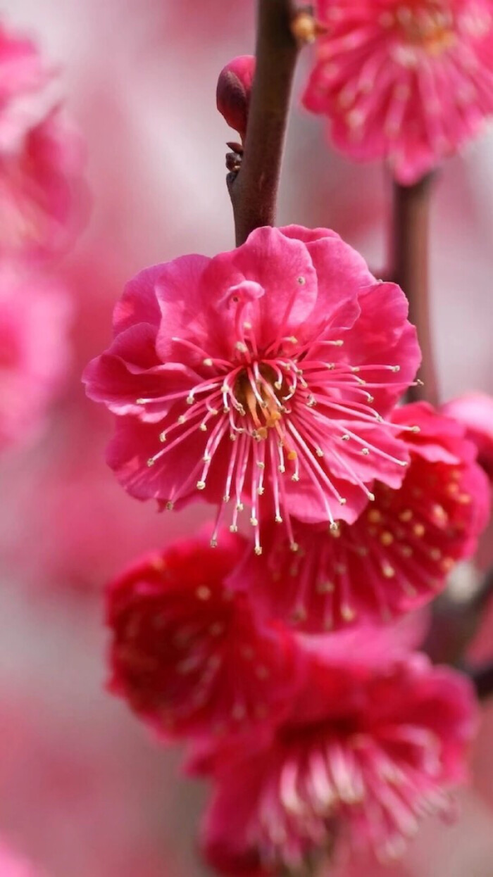 鲜花 清新 摄影 田园 绿色 自然 淡雅 风景名胜 壁纸 素材 锁屏 屏保