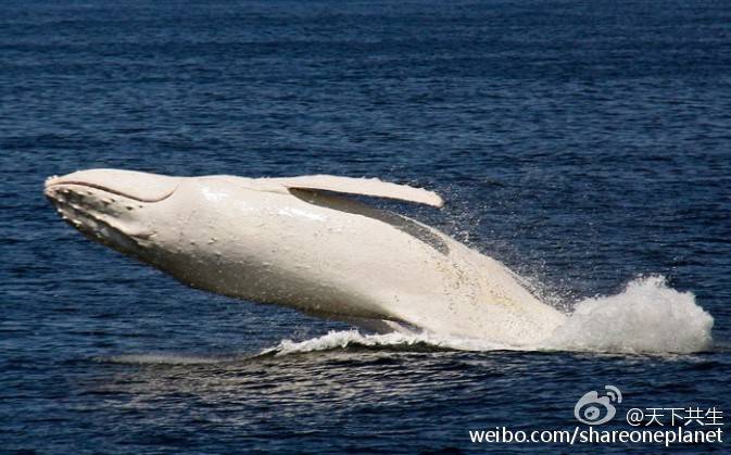 这只座头鲸很有可能是全世界唯一一只白色座头鲸——migaloo.