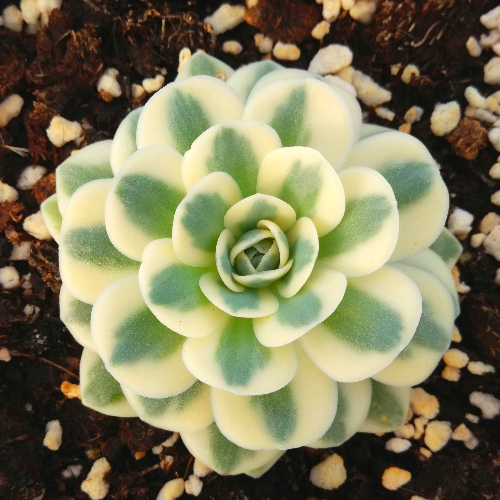 萱萱多肉【凤凰|富士一物一拍】绿植吸甲醛防辐射