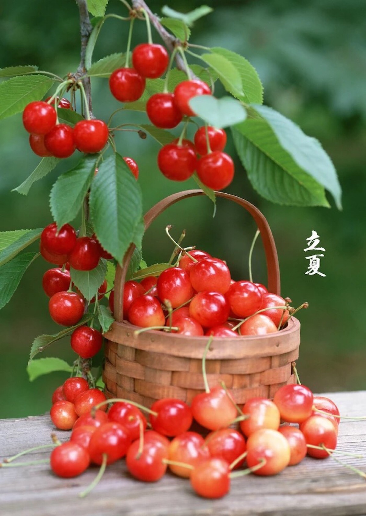 水果食物 植物花朵 中国古典复古 汉子文艺 绿色红色樱桃水果篮子