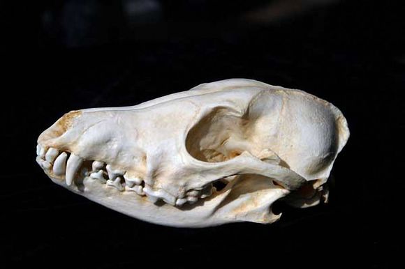 斑鬣狗头骨图片