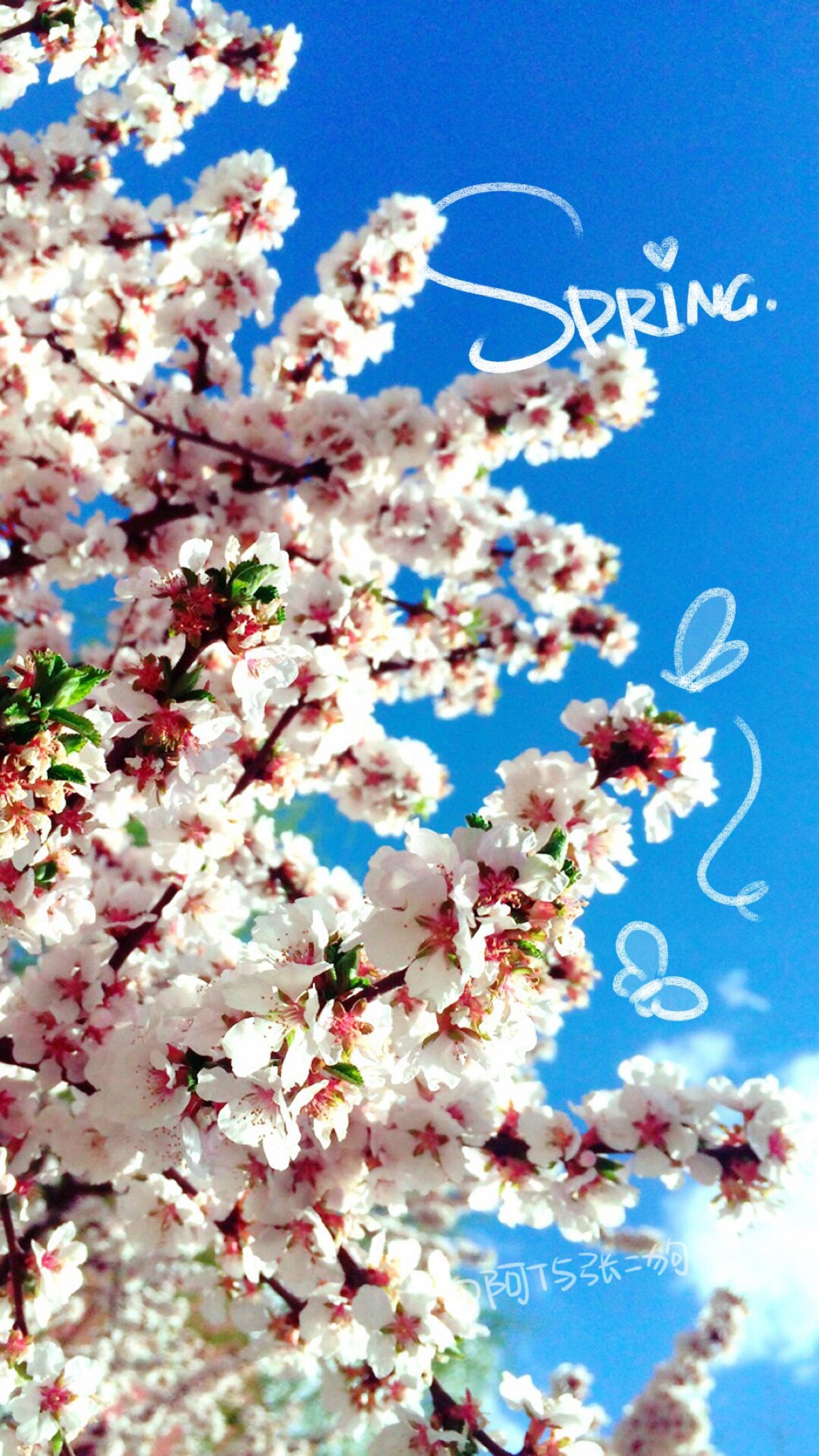 iphone 壁纸 锁屏 壁纸 平铺 可爱 宠物 动物 萌 猫咪 喵星人 喵喵