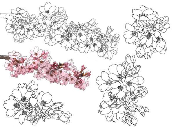 丙烯画樱花树教程图片